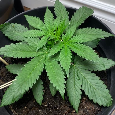 Martha growlog timeline photo