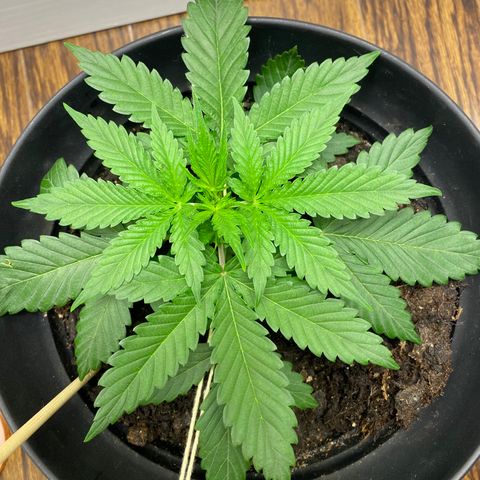 Martha growlog timeline photo