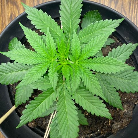Martha growlog timeline photo