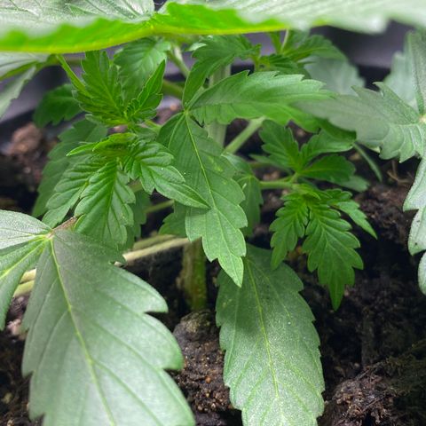 Martha growlog timeline photo