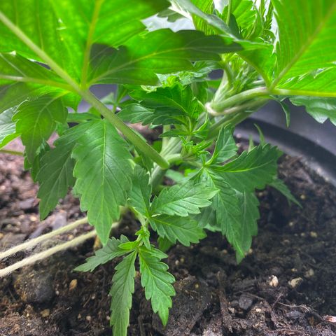 Martha growlog timeline photo