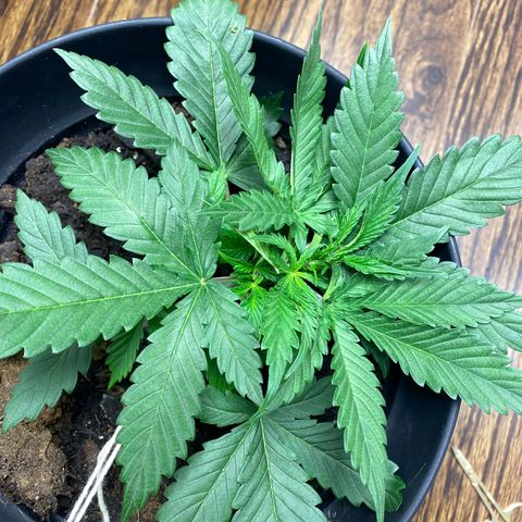 Martha growlog timeline photo