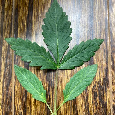 Martha growlog timeline photo