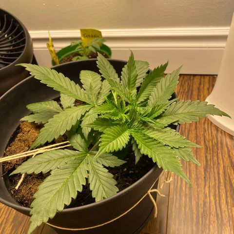 Martha growlog timeline photo