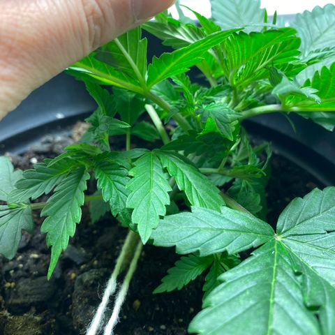 Martha growlog timeline photo