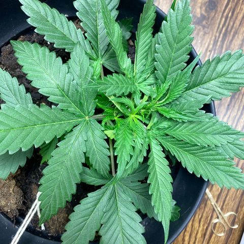 Martha growlog timeline photo
