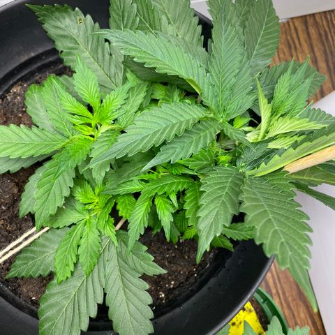 Martha growlog timeline photo