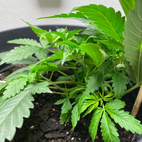 Martha growlog timeline photo