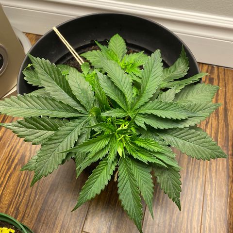Martha growlog timeline photo