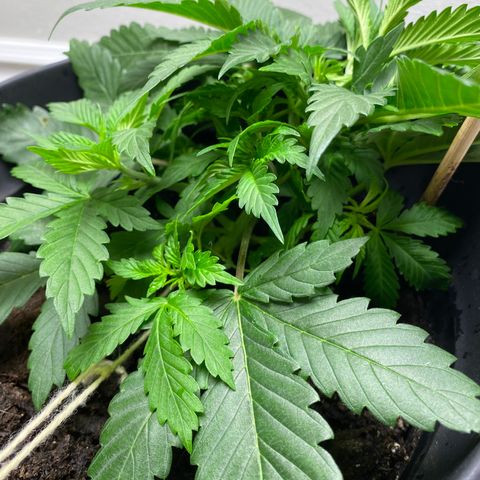 Martha growlog timeline photo