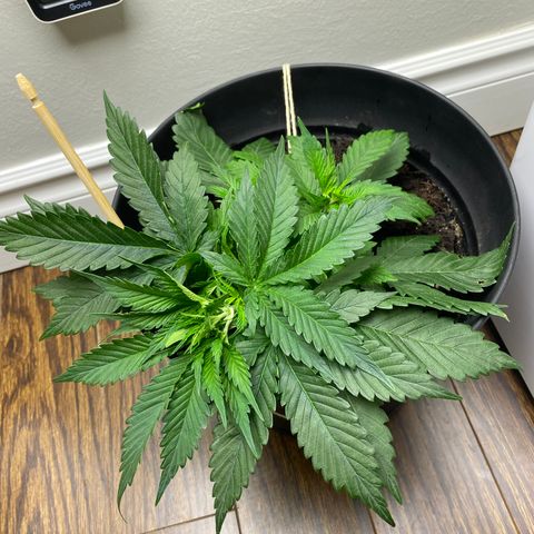Martha growlog timeline photo
