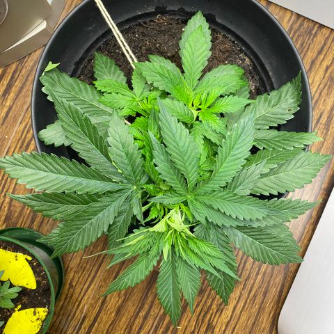 Martha growlog timeline photo