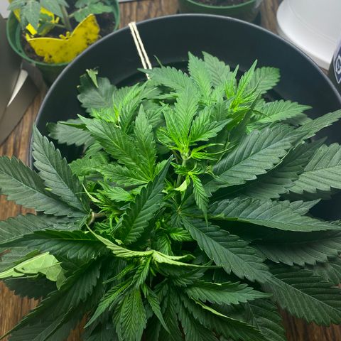 Martha growlog timeline photo