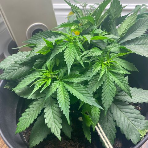 Martha growlog timeline photo