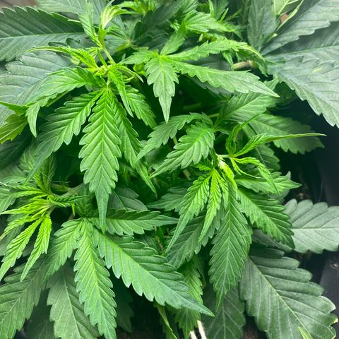 Martha growlog timeline photo