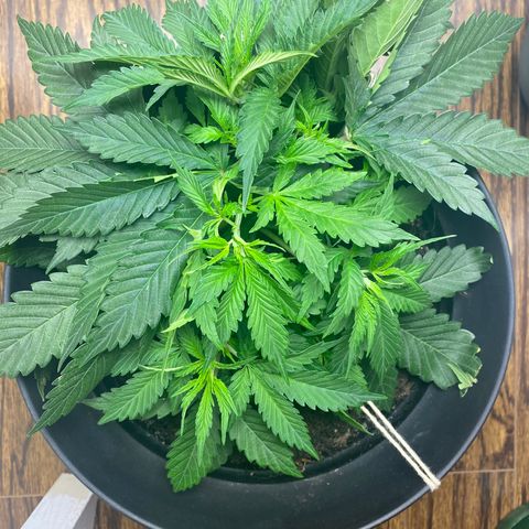Martha growlog timeline photo