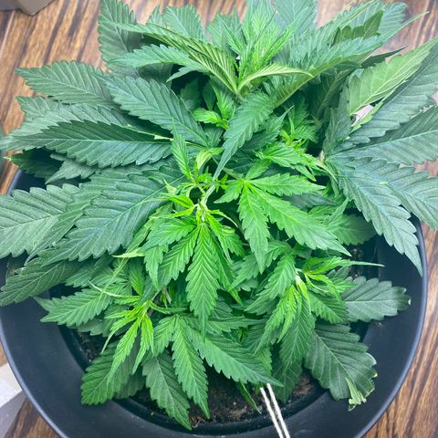 Martha growlog timeline photo