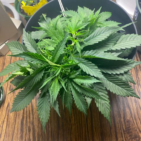 Martha growlog timeline photo