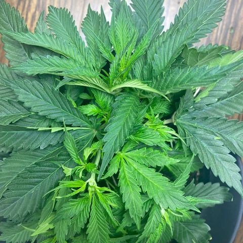 Martha growlog timeline photo