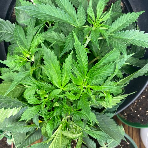 Martha growlog timeline photo