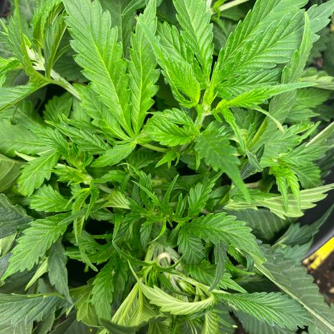 Martha growlog timeline photo