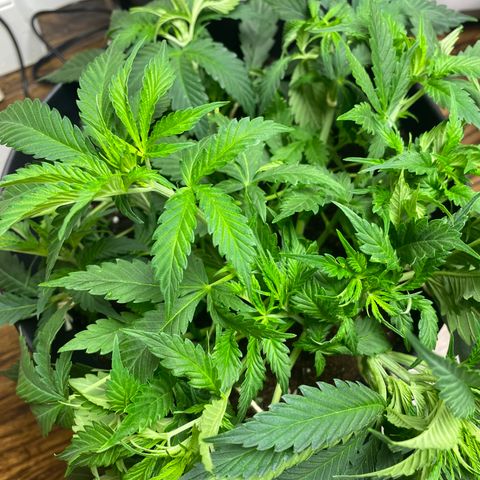 Martha growlog timeline photo