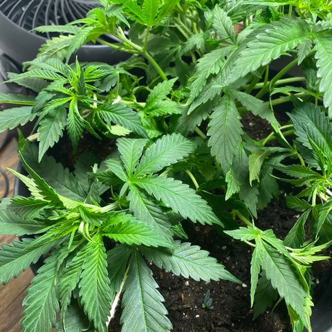 Martha growlog timeline photo