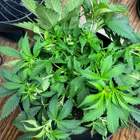 Martha growlog timeline photo