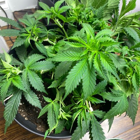 Martha growlog timeline photo