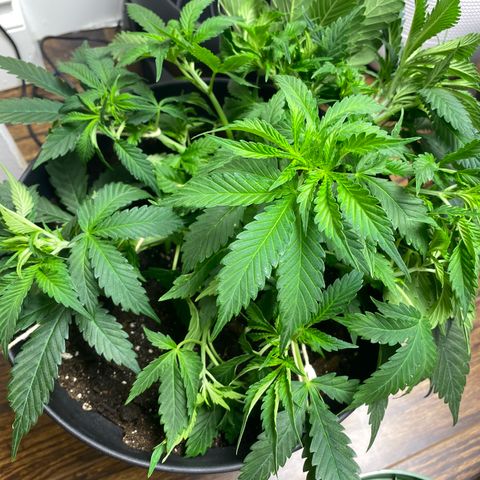 Martha growlog timeline photo