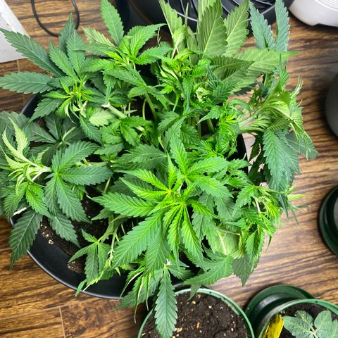 Martha growlog timeline photo