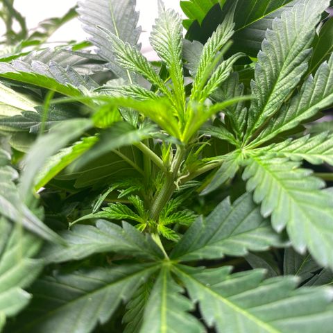 Martha growlog photo: Multiple pistils!!