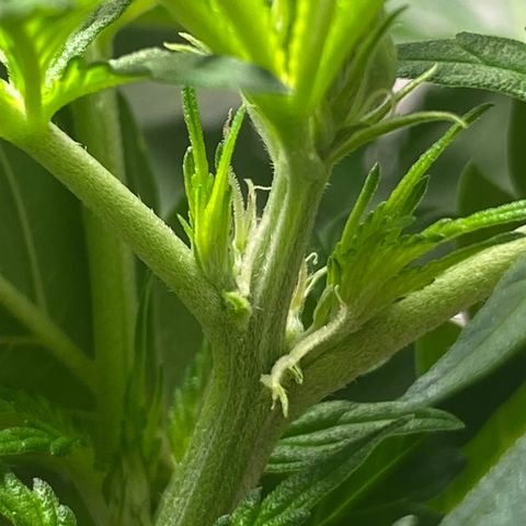 Martha growlog photo: Multiple pistils!!