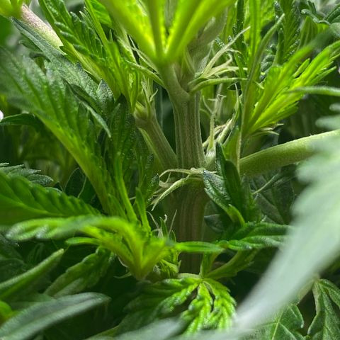 Martha growlog photo: Multiple pistils!!