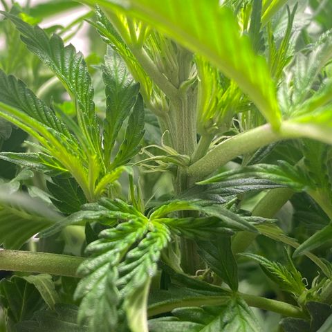 Martha growlog photo: Multiple pistils!!