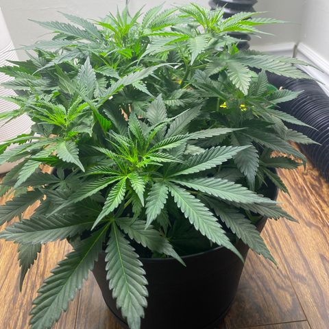 Martha growlog photo: Multiple pistils!!