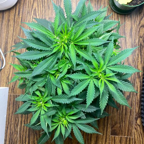 Martha growlog photo: Multiple pistils!!