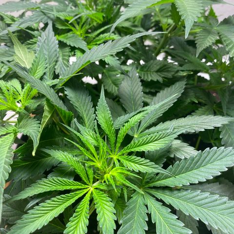 Martha growlog photo: Multiple pistils!!