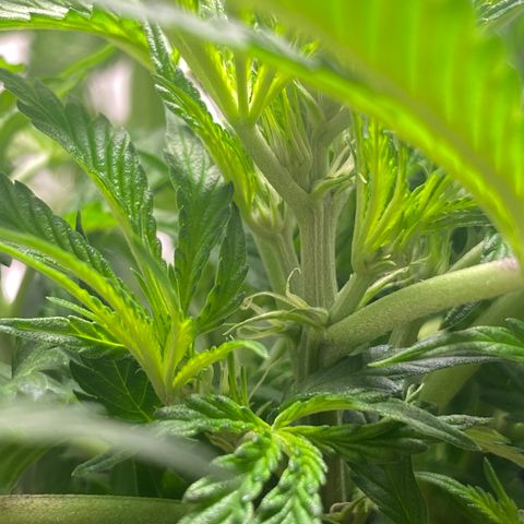Martha growlog photo: Multiple pistils!!