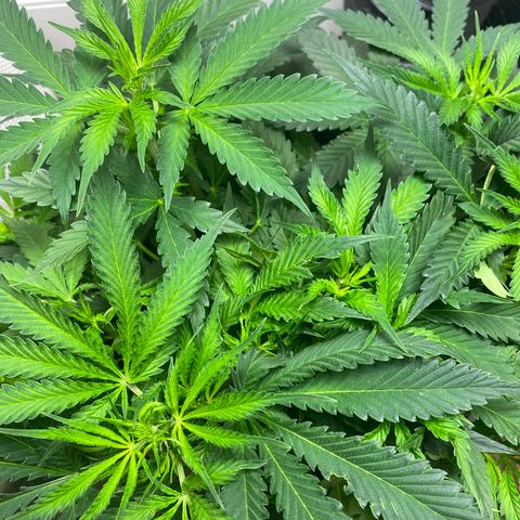 Martha growlog photo: Multiple pistils!!