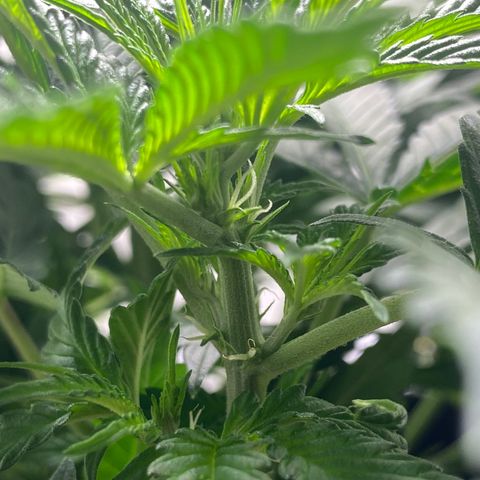 Martha growlog photo: Multiple pistils!!