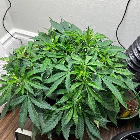 Martha growlog timeline photo