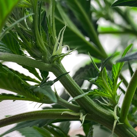 Martha growlog timeline photo