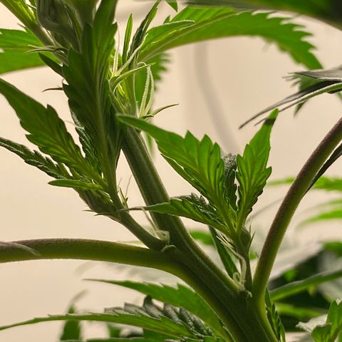 Martha growlog timeline photo