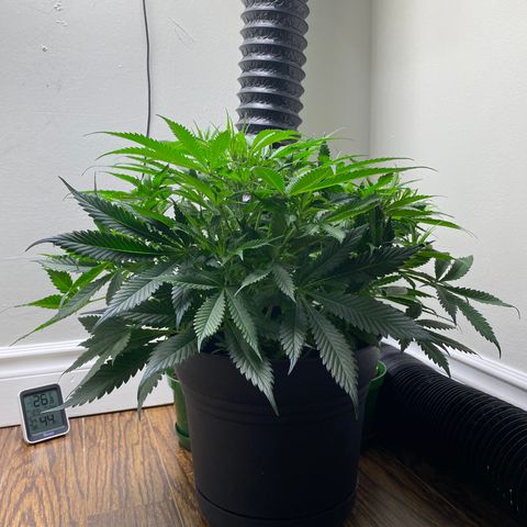 Martha growlog timeline photo
