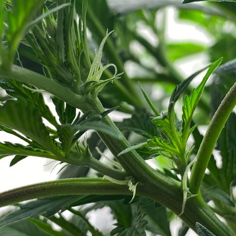 Martha growlog timeline photo