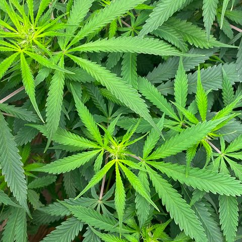 Martha growlog photo: First official day of flower!