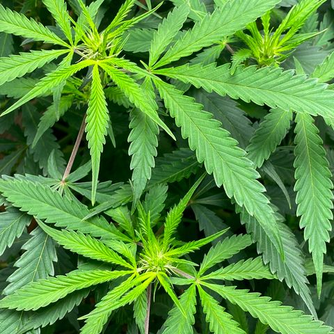 Martha growlog photo: First official day of flower!
