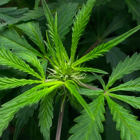 Martha growlog photo: First official day of flower!