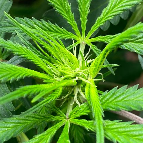 Martha growlog photo: First official day of flower!
